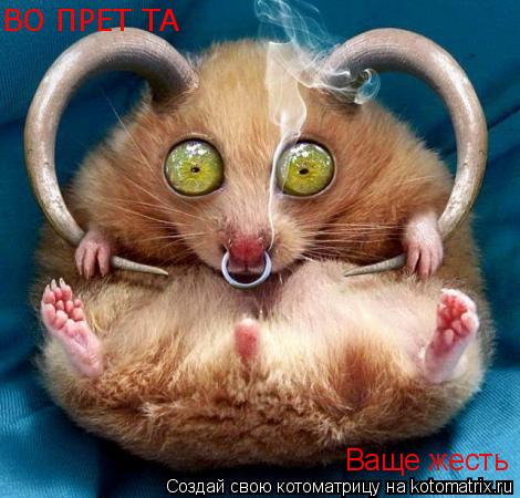 Ваще жесть ВО ПРЕТ ТА... Котоматрица: Ваще жесть ВО ПРЕТ ТА