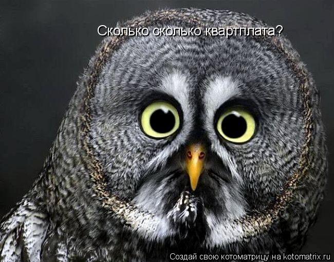 Сколько сколько квартплата?... Котоматрица: Сколько сколько квартплата?