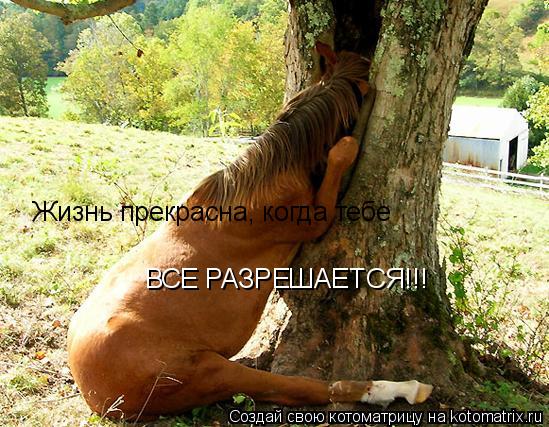 Жизнь прекрасна, когда тебе ВСЕ РАЗРЕШАЕТСЯ!!!... Котоматрица: Жизнь прекрасна, когда тебе ВСЕ РАЗРЕШАЕТСЯ!!!