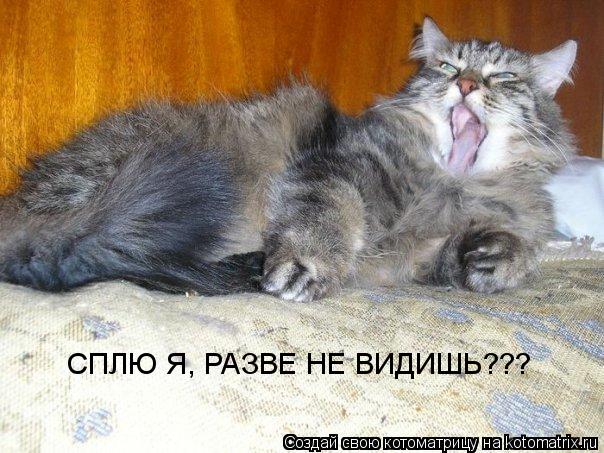 СПЛЮ Я, РАЗВЕ НЕ ВИДИШЬ???... Котоматрица: СПЛЮ Я, РАЗВЕ НЕ ВИДИШЬ???