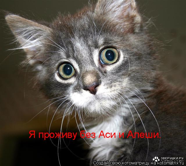 Я проживу без Аси и Алеши.... Котоматрица: Я проживу без Аси и Алеши.