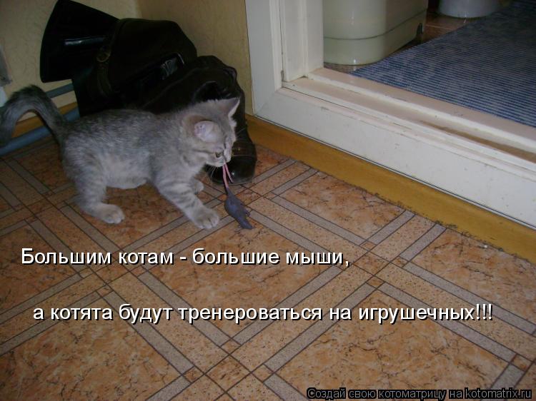 Большим котам - большие мыши, а котята будут тренероваться на игрушечных!!!... Котоматрица: Большим котам - большие мыши, а котята будут тренероваться на игрушечных!!!