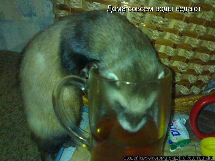 Дома совсем воды недают.... Котоматрица: Дома совсем воды недают.