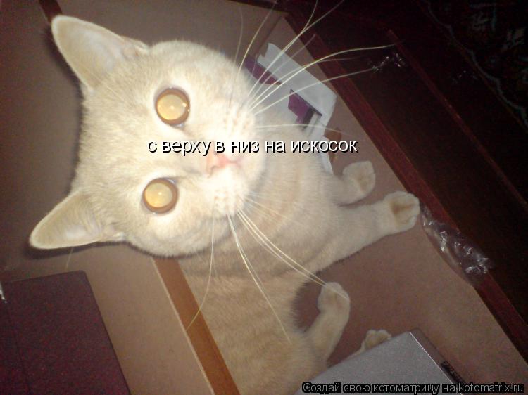 с верху в низ на искосок... Котоматрица: с верху в низ на искосок