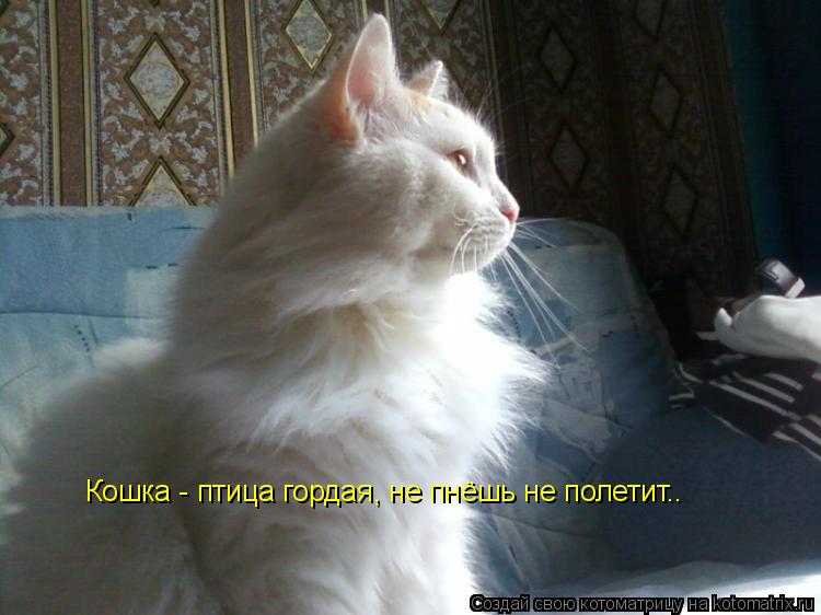 Кошка - птица гордая, не пнёшь не полетит..... Котоматрица: Кошка - птица гордая, не пнёшь не полетит..