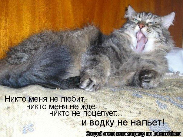 Никто меня не любит, никто меня не ждет, никто не поцелует... и водку не нальет!... Котоматрица: Никто меня не любит, никто меня не ждет, никто не поцелует... и водку не нальет!