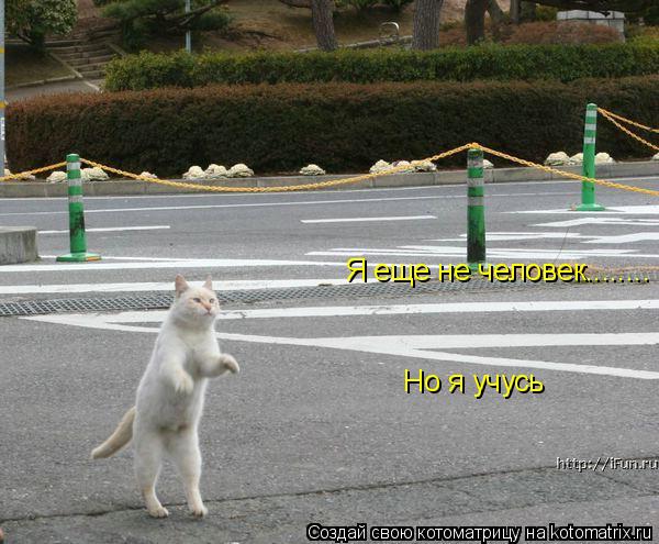 Я еще не человек........ Но я учусь... Котоматрица: Я еще не человек........ Но я учусь