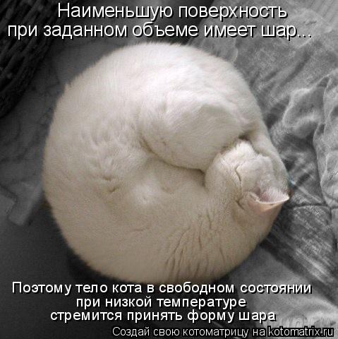 Наименьшую поверхность при заданном объеме имеет шар... Поэтому тело кота в свободном состоянии при ... Котоматрица: Наименьшую поверхность при заданном объеме имеет шар... Поэтому тело кота в свободном состоянии при низкой температуре стремится принять