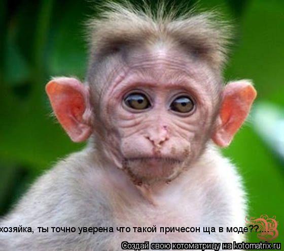 хозяйка, ты точно уверена что такой причесон ща в моде??....... Котоматрица: хозяйка, ты точно уверена что такой причесон ща в моде??....