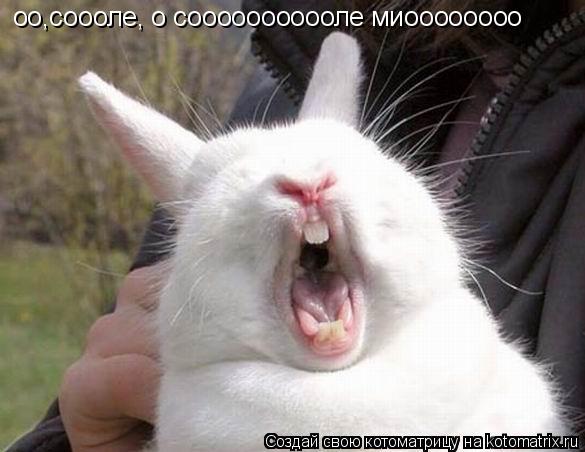 оо,соооле, о сооооооооооле миоооооооо... Котоматрица: оо,соооле, о сооооооооооле миоооооооо