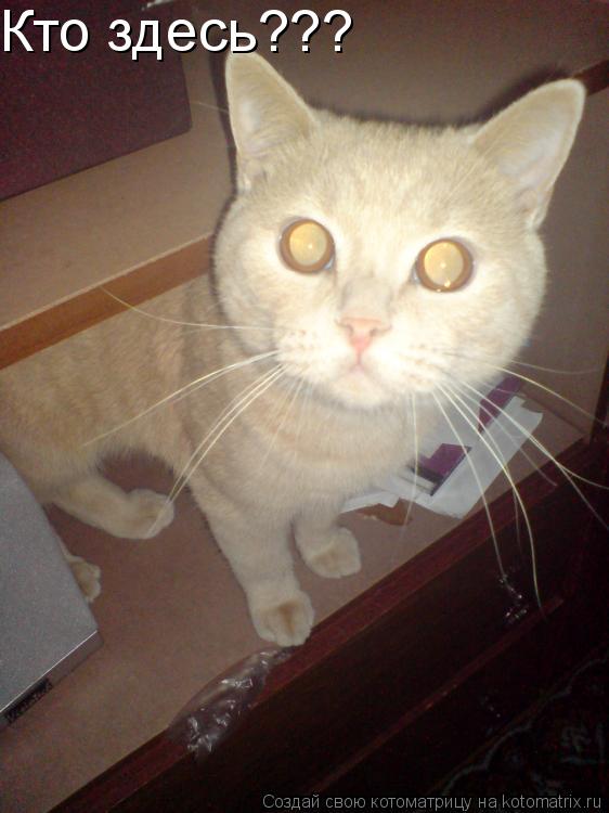 Кто здесь???... Котоматрица: Кто здесь???