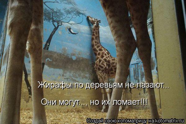 Жирафы по деревьям не лазают... Они могут..., но их ломает!!!... Котоматрица: Жирафы по деревьям не лазают... Они могут..., но их ломает!!!