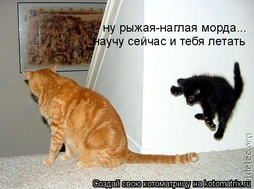 - ну рыжая-наглая морда... научу сейчас и тебя летать... Котоматрица: - ну рыжая-наглая морда... научу сейчас и тебя летать