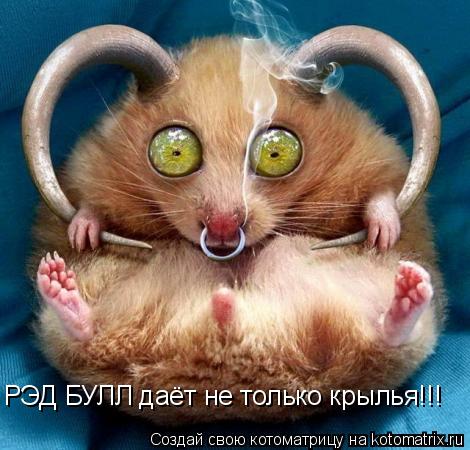 РЭД БУЛЛ даёт не только крылья!!!... Котоматрица: РЭД БУЛЛ даёт не только крылья!!!