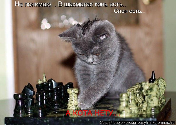 Не понимаю... В шахматах конь есть... Слон есть... А КОТА НЕТУ...... Котоматрица: Не понимаю... В шахматах конь есть... Слон есть... А КОТА НЕТУ...