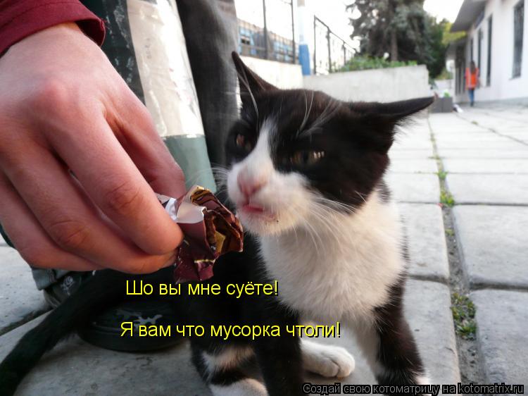 Шо вы мне суёте! Я вам что мусорка чтоли!... Котоматрица: Шо вы мне суёте! Я вам что мусорка чтоли!