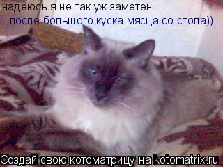 надеюсь я не так уж заметен...после такого большого куска мясца.. надеюсь я не так уж заметен... посл... Котоматрица: надеюсь я не так уж заметен...после такого большого куска мясца.. надеюсь я не так уж заметен... после большого куска мясца со стола))