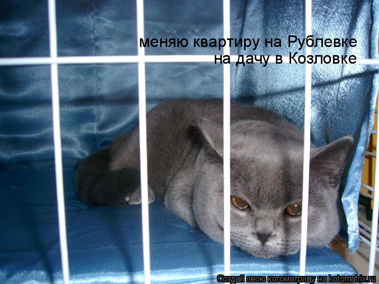 на дачу в Козловке меняю квартиру на Рублевке... Котоматрица: на дачу в Козловке меняю квартиру на Рублевке