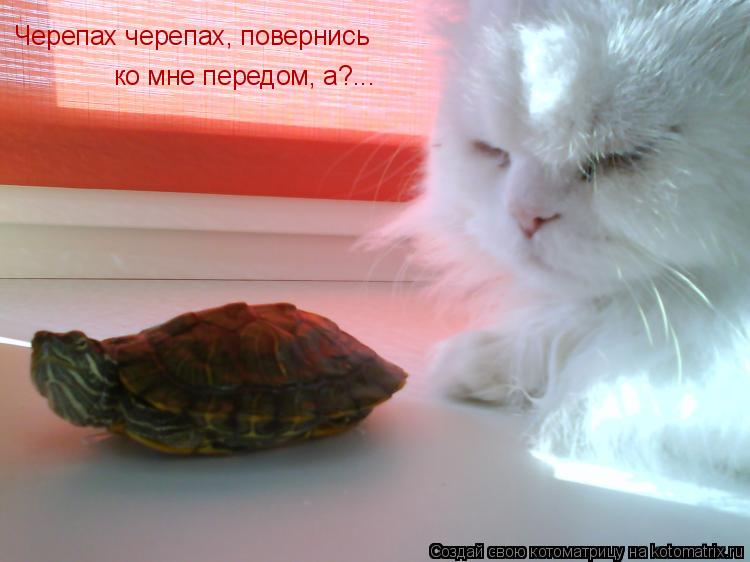 Черепах черепах, повернись ко мне передом, а?...... Котоматрица: Черепах черепах, повернись ко мне передом, а?...