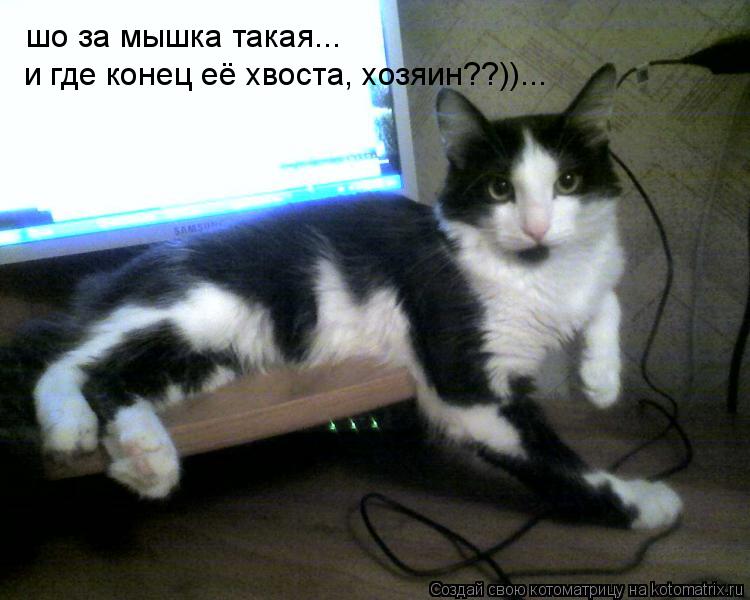 шо за мышка такая... и где конец её хвоста, хозяин??))...... Котоматрица: шо за мышка такая... и где конец её хвоста, хозяин??))...
