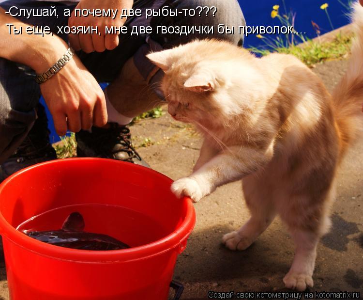 -Слушай, а почему две рыбы-то??? Ты еще, хозяин, мне две гвоздички бы приволок....... Котоматрица: -Слушай, а почему две рыбы-то??? Ты еще, хозяин, мне две гвоздички бы приволок....