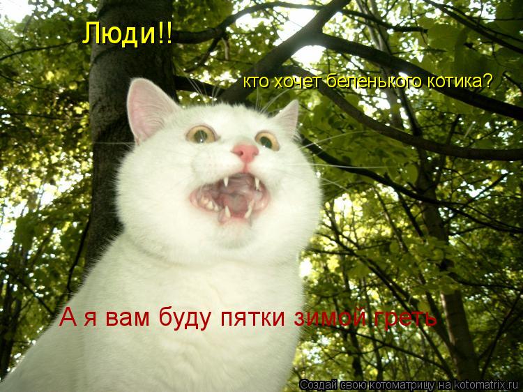 кто хочет беленького котика? Люди!! А я вам буду пятки зимой греть... Котоматрица: кто хочет беленького котика? Люди!! А я вам буду пятки зимой греть