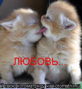 ЛЮБОВЬ...... Котоматрица: ЛЮБОВЬ...