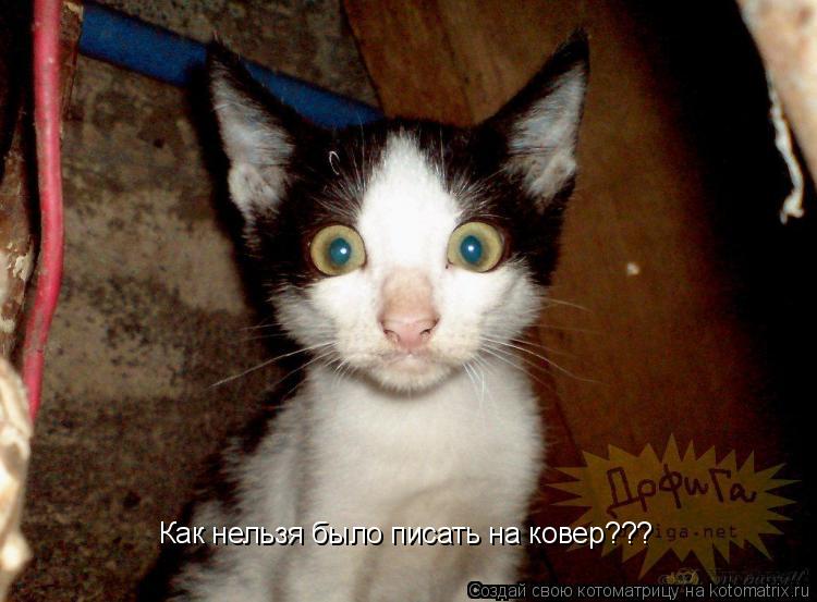 Как нельзя было писать на ковер???... Котоматрица: Как нельзя было писать на ковер???