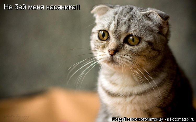 Не бей меня насяника!!... Котоматрица: Не бей меня насяника!!