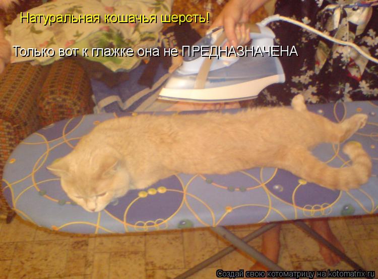 Натуральная кошачья шерсть! Только вот к глажке она не ПРЕДНАЗНАЧЕНА... Котоматрица: Натуральная кошачья шерсть! Только вот к глажке она не ПРЕДНАЗНАЧЕНА