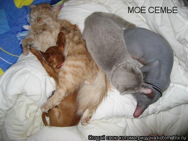 МОЕ СЕМЬЕ... Котоматрица: МОЕ СЕМЬЕ