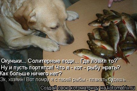 Окуньки... Солитерные поди... Где ловил то? Ну и пусть портятся! Что я - кот - рыбу жрать? Как больш... Котоматрица: Окуньки... Солитерные поди... Где ловил то? Ну и пусть портятся! Что я - кот - рыбу жрать? Как больше ничего нет? Эх, хозяин! Вот помру я с твоей р