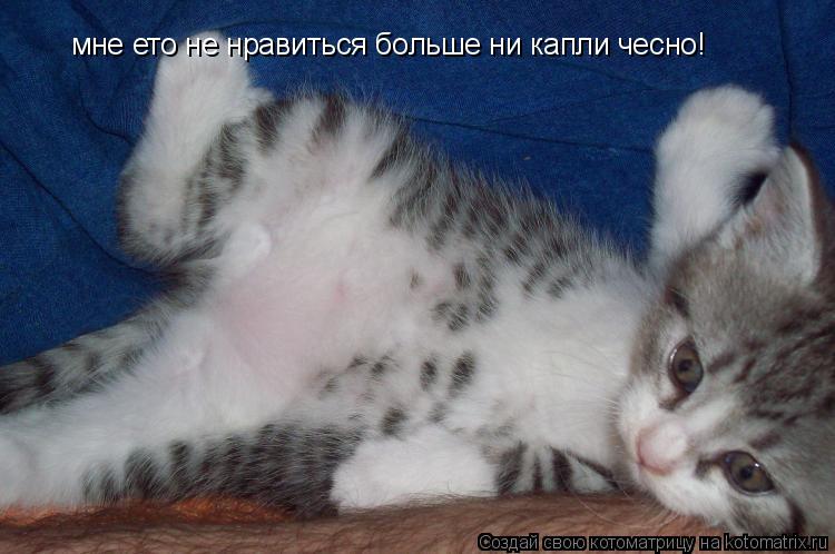 мне ето не нравиться больше ни капли чесно!... Котоматрица: мне ето не нравиться больше ни капли чесно!