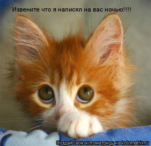 Извените что я написял на вас ночью!!!!... Котоматрица: Извените что я написял на вас ночью!!!!