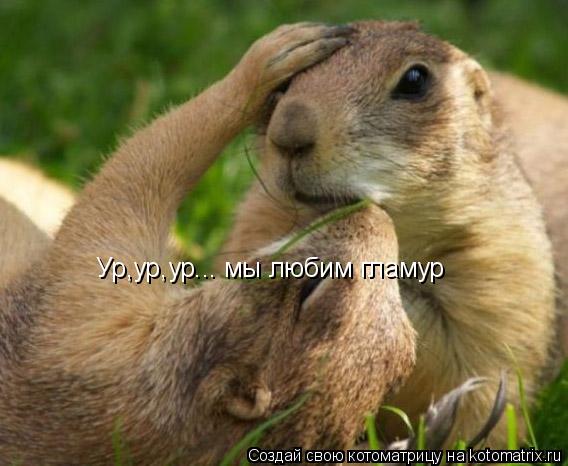 Ур,ур,ур... мы любим гламур... Котоматрица: Ур,ур,ур... мы любим гламур