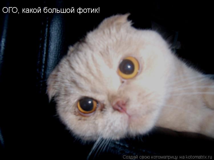 ОГО, какой большой фотик!... Котоматрица: ОГО, какой большой фотик!