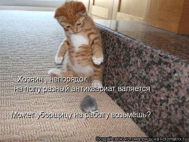 Хозяин , непорядок... на полу разный антиквариат валяется Может уборщицу на работу возьмёшь?... Котоматрица: Хозяин , непорядок... на полу разный антиквариат валяется Может уборщицу на работу возьмёшь?