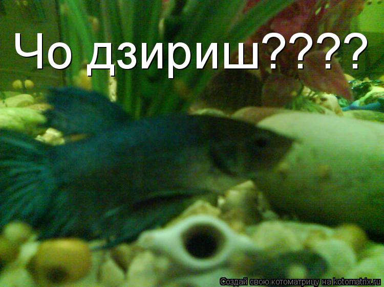 Чо дзириш????... Котоматрица: Чо дзириш????