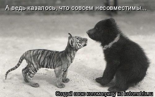 А ведь казалось, что совсем несовместимы...... Котоматрица: А ведь казалось, что совсем несовместимы...
