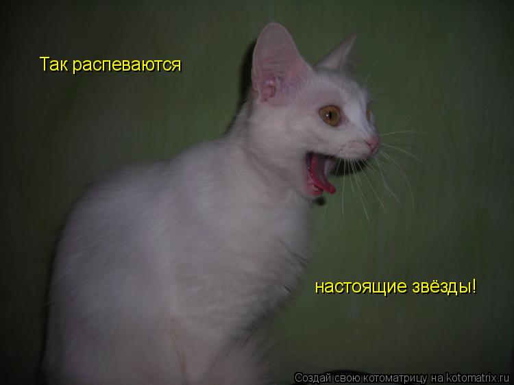 Так распеваются настоящие звёзды!... Котоматрица: Так распеваются настоящие звёзды!