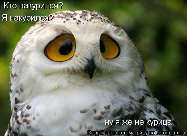 Кто накурился? Я накурился? ну я же не курица... Котоматрица: Кто накурился? Я накурился? ну я же не курица