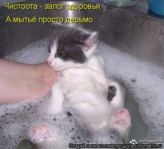 Чистоота - залог здоровья А мытьё просто дерьмо... Котоматрица: Чистоота - залог здоровья А мытьё просто дерьмо