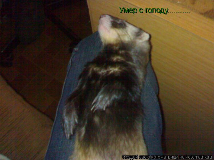 Умер с голоду.............. Котоматрица: Умер с голоду...........
