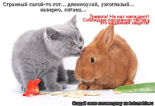 Странный какой-то кот... длинноухий, узкоглазый... наверно, китаец... Тревога! На нас нападают! Соблю... Котоматрица: Странный какой-то кот... длинноухий, узкоглазый... наверно, китаец... Тревога! На нас нападают! Соблюдаю пассивную тактику, это надёжная защита
