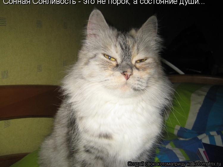 Сонная Сонливость - это не порок, а состояние души...... Котоматрица: Сонная Сонливость - это не порок, а состояние души...