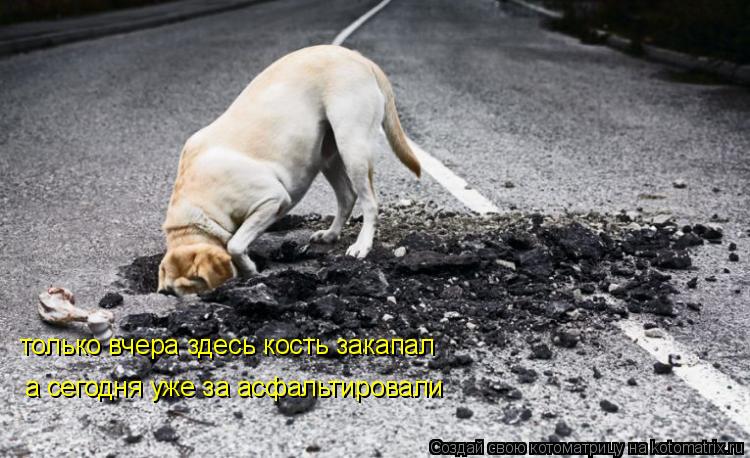 только вчера здесь кость закапал а сегодня уже за асфальтировали... Котоматрица: только вчера здесь кость закапал а сегодня уже за асфальтировали