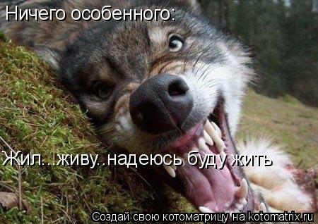 Ничего особенного: Жил...живу..надеюсь буду жить... Котоматрица: Ничего особенного: Жил...живу..надеюсь буду жить