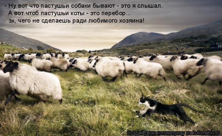 - Ну вот что пастушьи собаки бывают - это я слышал. А вот чтоб пастушьи коты - это перебор... эх, чег... Котоматрица: - Ну вот что пастушьи собаки бывают - это я слышал. А вот чтоб пастушьи коты - это перебор... эх, чего не сделаешь ради любимого хозяина!