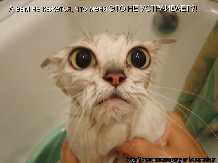 А вам не кажется, что меня ЭТО НЕ УСТРАИВАЕТ?!... Котоматрица: А вам не кажется, что меня ЭТО НЕ УСТРАИВАЕТ?!