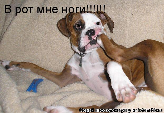 В рот мне ноги!!!!!!... Котоматрица: В рот мне ноги!!!!!!